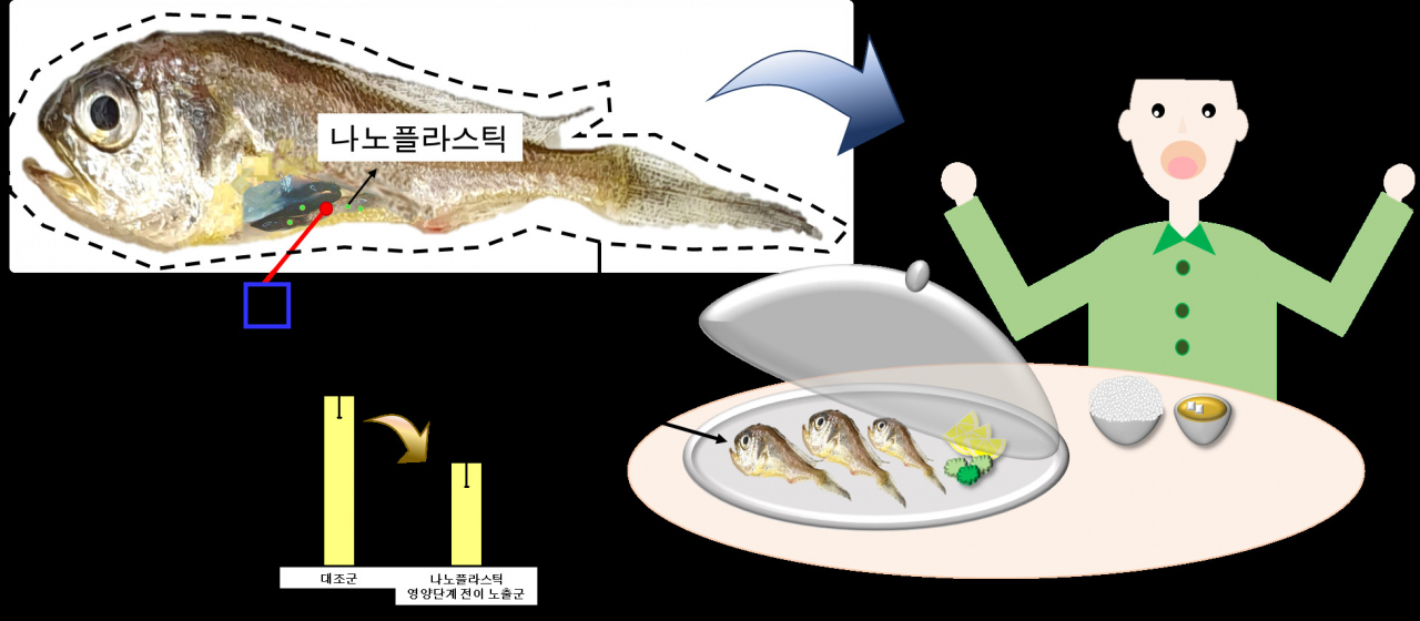나노플라스틱에 해양이 오염된 경우, 참조기에 간접적으로 전이된 나노플라스틱은 소화효소 활성을 39% 저해하는 악영향을 유발하였다. 최종적으로 나노플라스틱에 의해 소화기능이 저해된 참조기는 사람의 식자원으로 소비될 수 있으며 나노플라스틱의 환경오염이 결국 사람에게 영향을 미치게 됨을 시시한다.[건국대학교 제공]