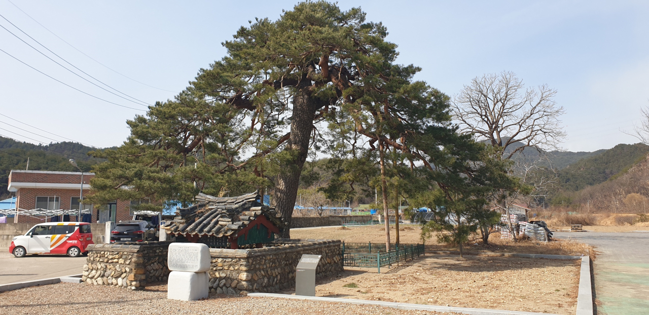 울진 행곡리 소나무