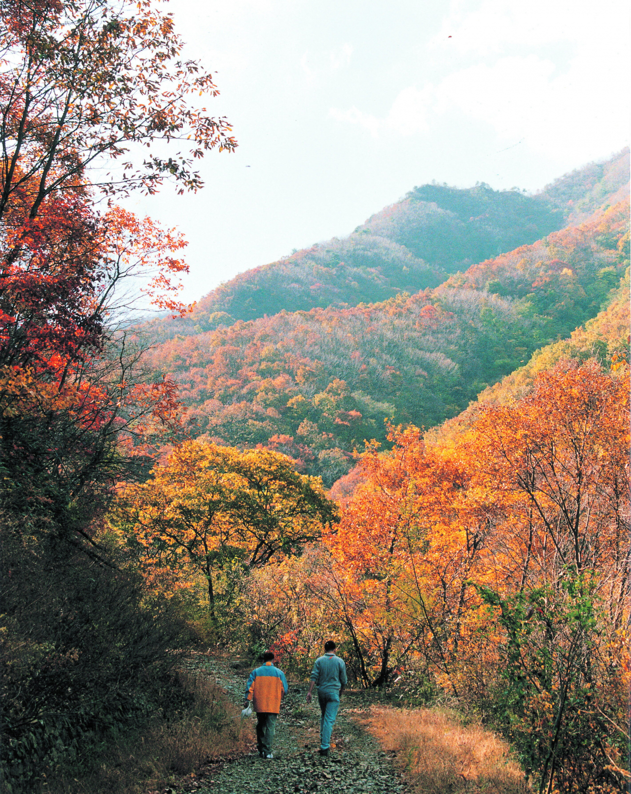 금산 산림 산책길