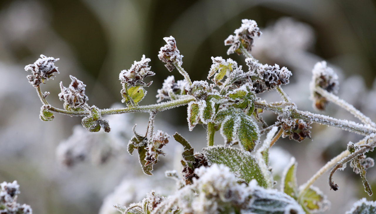 Flowers are covered with frost in the Daegwallyeong district of Gangwon Province, east of Seoul, on Wednesday amid the sudden onset of early winter cold. (Yonhap)