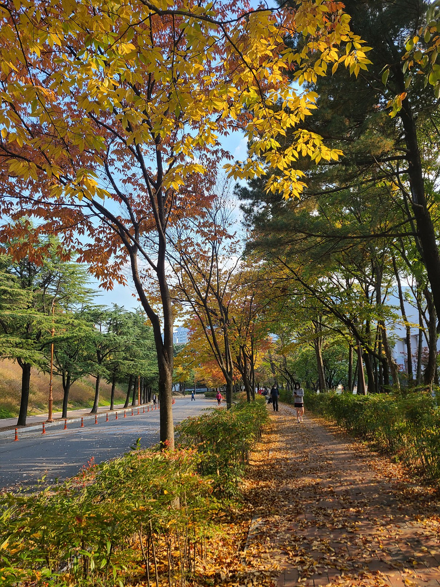 두류공원 전경.[대구시 제공]