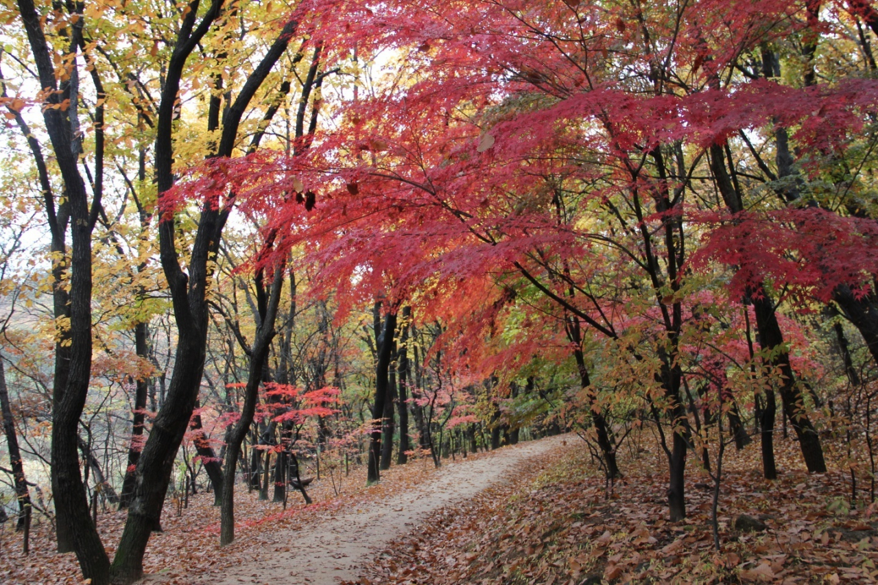 김포 장릉 산책로