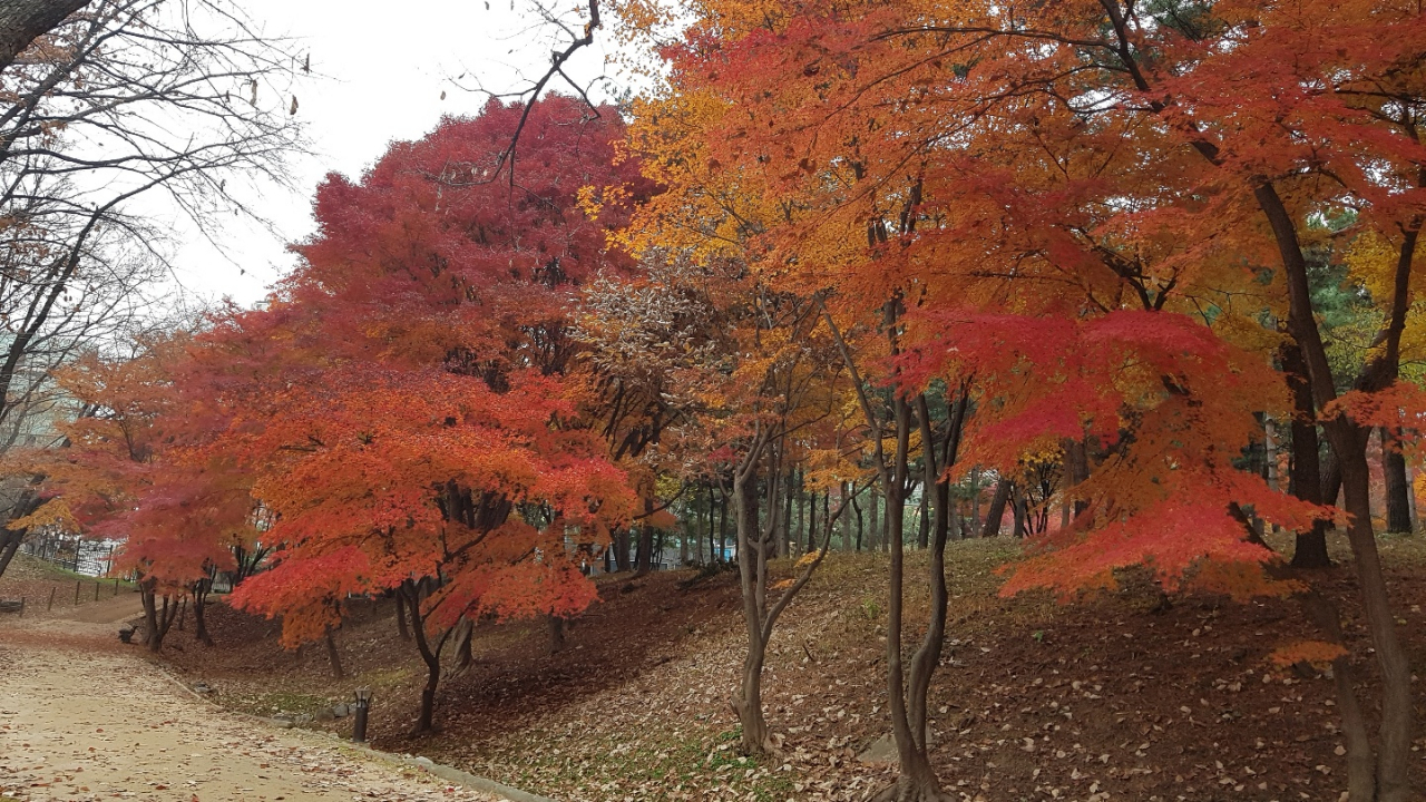 선릉 산책로