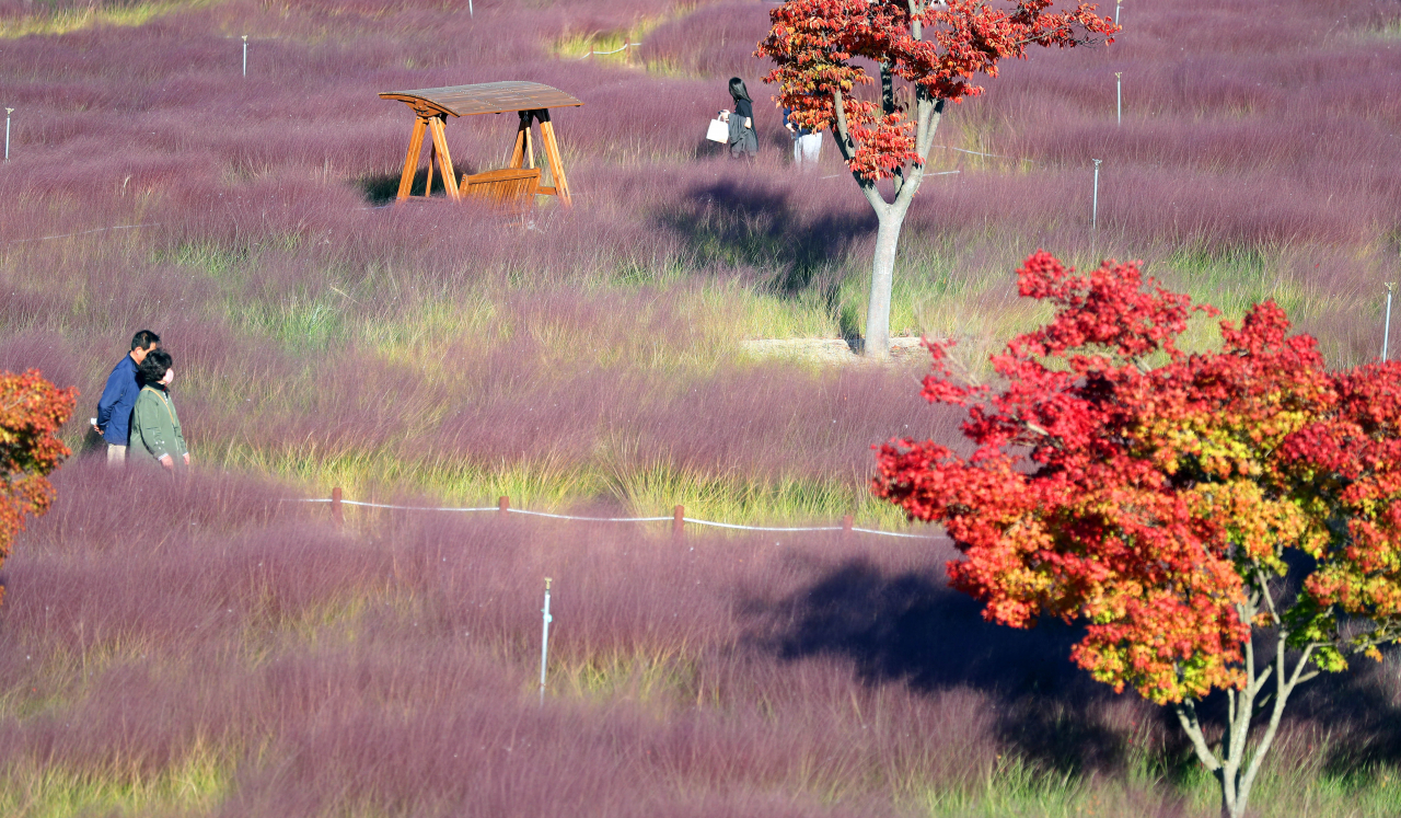 Pink muhly grass is seen turning pink on Monday at Pink Muhly Grass garden by Nakdong River in Andong, North Gyeongsang province. (Yonhap)