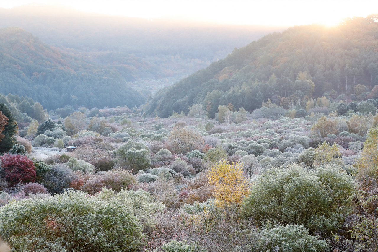 Sun shines over frosty trees on Tuesday in "Secret Garden," a picturesque forest in Inje, Gangwon Province. (Yonhap)