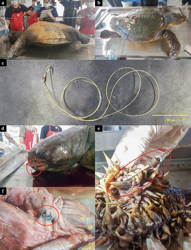 수중 잠수조사에서 발견된 폐어구를 살펴보면 폐낚싯줄과 루어가 큰 비중을 차지하고 있다.
