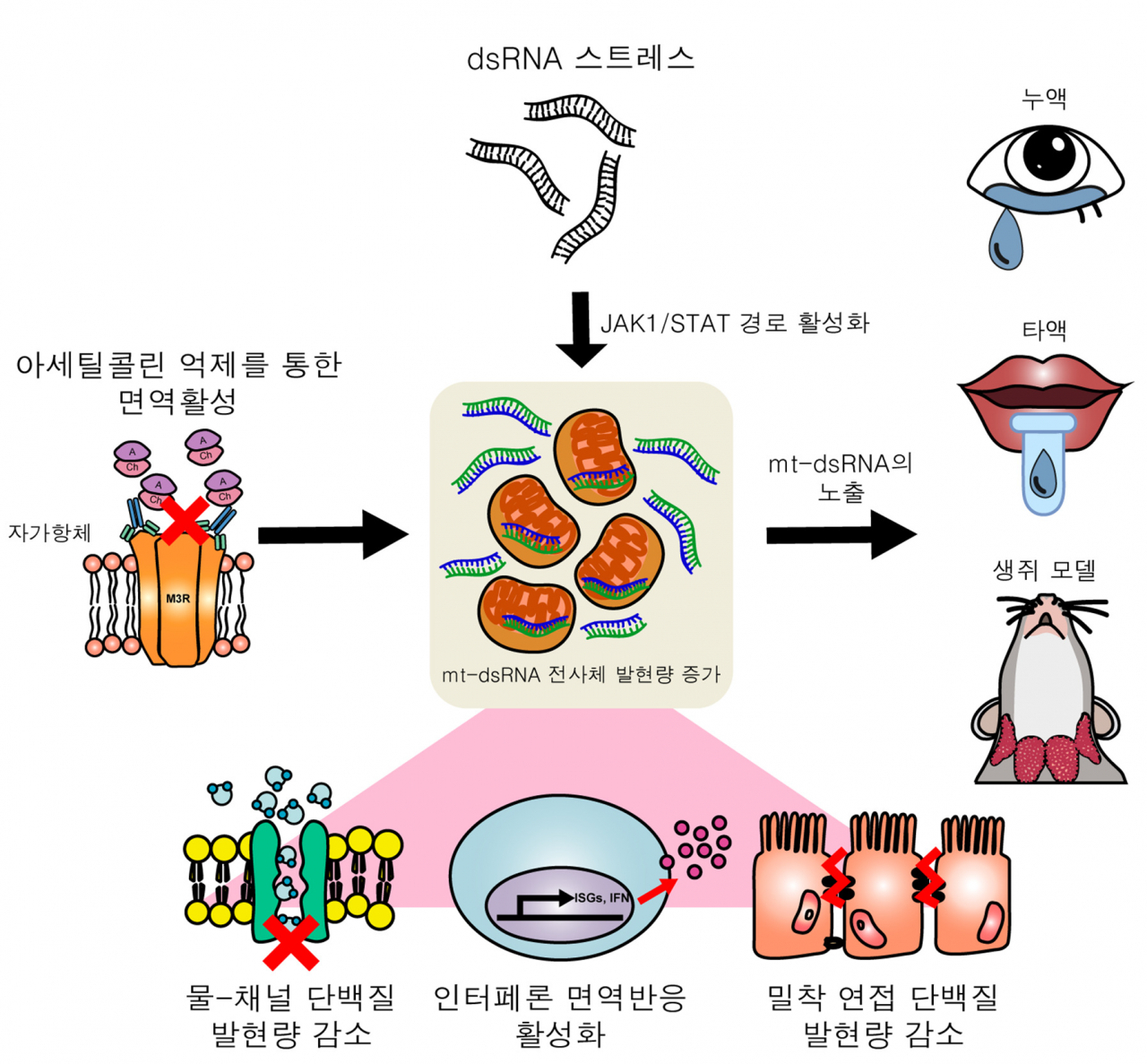 쉐그렌 증후군의 발병 매커니즘 모식도.[KAIST 제공]