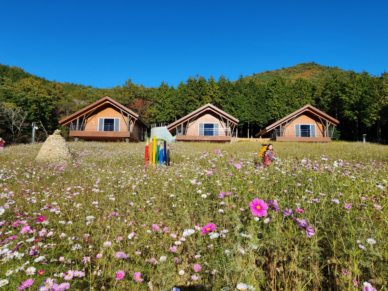 팔영산 편백숲은 코스모스 꽃밭, 우아한 목조 주택과 함께 한다.