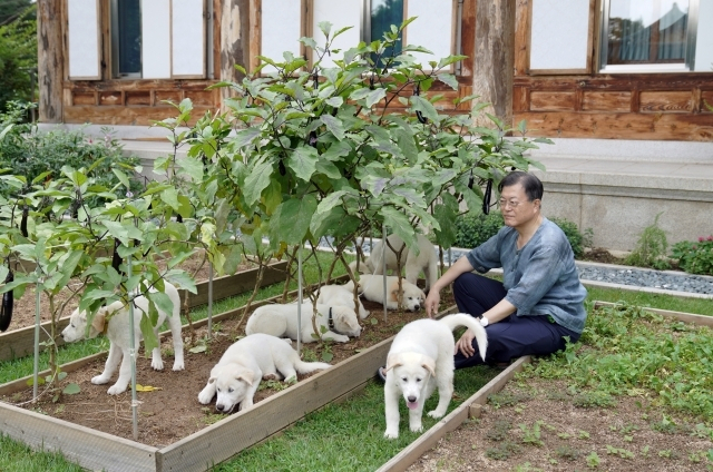 문재인 전 대통령측은 북한 김정은 국무위원장이 선물한 풍산개를 정부에 반환하겠다고 밝혔다. [문재인 전 대통령 페이스북]