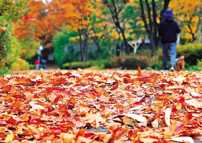 최근 서울 서빙고근린공원에서 낙엽이 쌓여있다. [연합]
