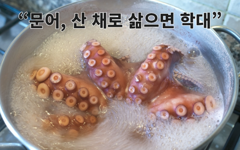 “문어, 산 채로 삶으면 학대?” 사람 알아볼 만큼 똑똑, 이유 밝혀졌다