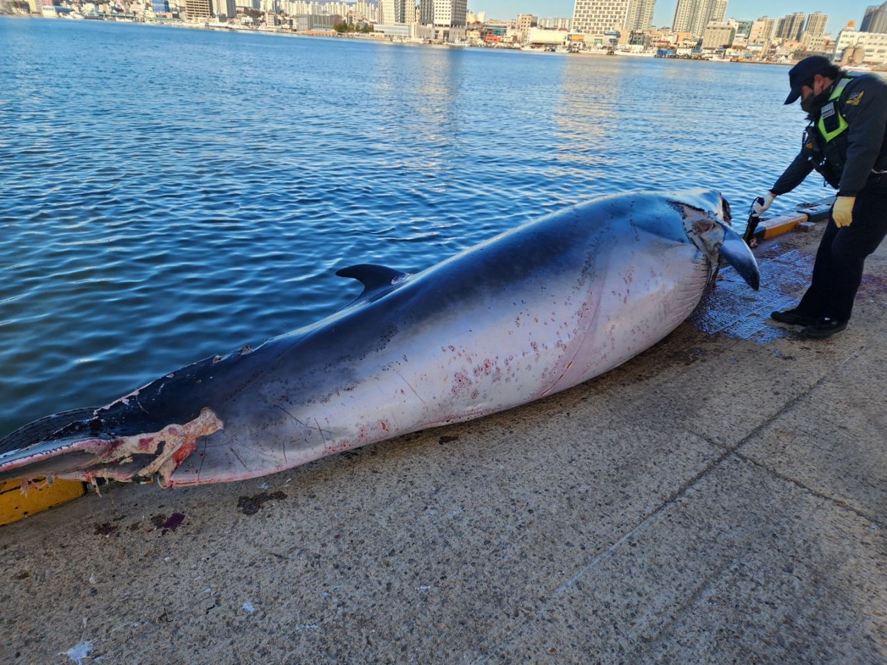 밍크고래
