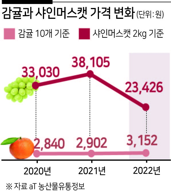 감귤 가격은 소폭 상승했다. 농산물유통센터(atKAMIS)에 따르면 감귤(10개)은 1일 기준 평균 소매가격이 3152원으로 지난해 같은 시기(2840원) 대비 10% 가까이 올랐다. [at 농산물유통정보 제공]