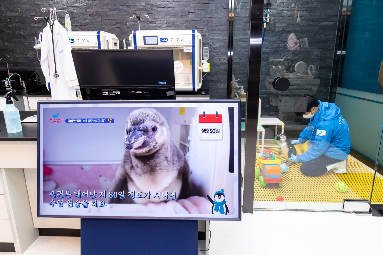 해양생물연구센터 랩(LAB)1에서 성장중인 훔볼트펭귄