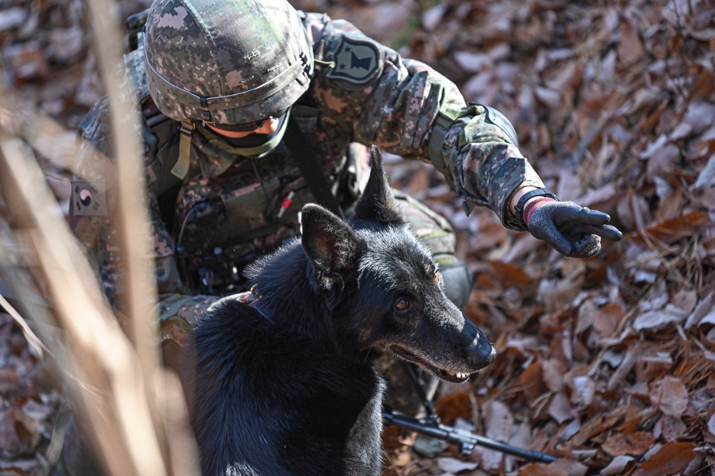 Dalgwan, a scout dog of the Army's 32nd Infantry Division, takes part in his final training session on Dec. 8, 2022, at the division's maneuver battalion unit in Sejong, about 120 kilometers south of Seoul, ahead of his retirement, in this photo provided by the armed service. (Yonhap)