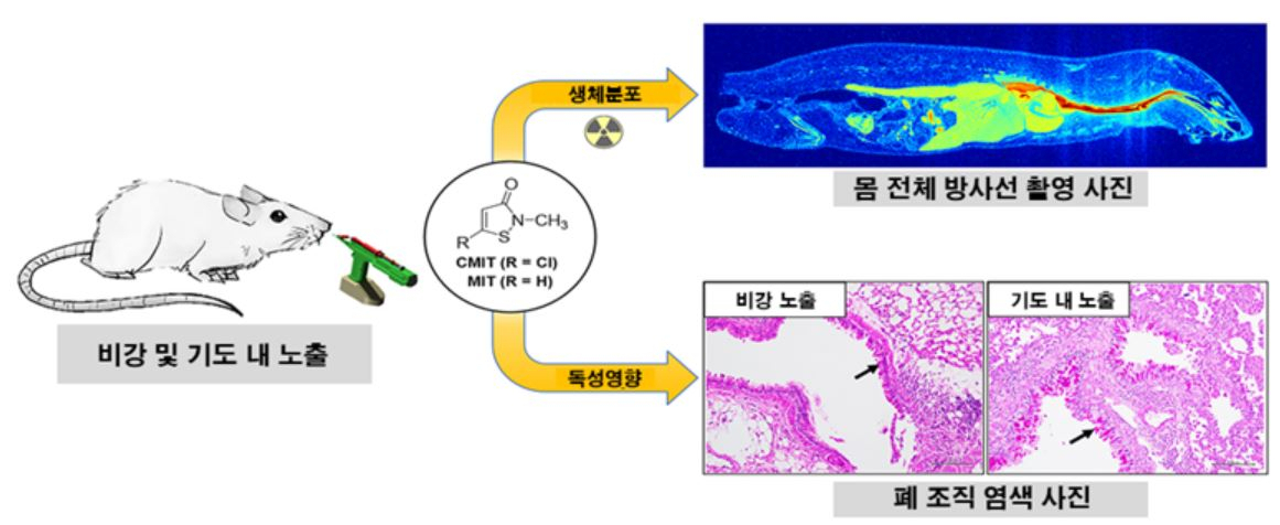 CMIT/MIT의 체내 거동과 독성 평가 연구 결과 실험 동물(마우스)에 방사성동위원소가 표지된 CMIT/MIT 물질을 비강과 기도 노출을 실시했을 때, 상단의 그림과 같이 생체 내 방사능 농도를 통해 몸 전체로 분포된 것을 확인할 수 있음. 또한 하단의 폐 조직 염색 사진을 통해 화살표 방향으로 염증 물질이 축적되어 있는 것을 통해 폐가 손상됨을 확인할 수 있다.[안전성평가연구소 제공]