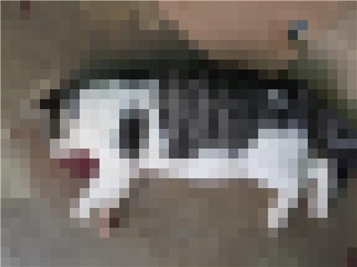 제주시 한림읍에서 발견된 학대 의심 고양이 사체 [연합]