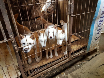 광주 북구 불법 도살장에 방치됐던 개 39마리가 내년 1월 24일까지 동물보호소 폐건물에 임시 보호되면서 입양 등이 이뤄질 전망이다.