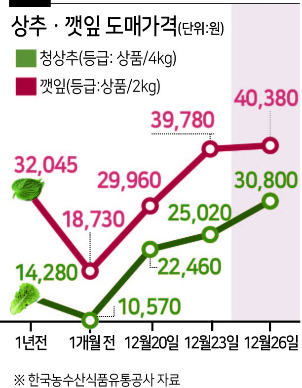 27일 농수산식품유통공사(aT)에 따르면 깻잎(2㎏·상 등급)의 가격은 4만380원(26일 기준)으로 1달 전( 1만8730원)의 2.15배에 달한다. 평년 가격인 2만9426원보다도 37% 가까이 높은 가격이다.