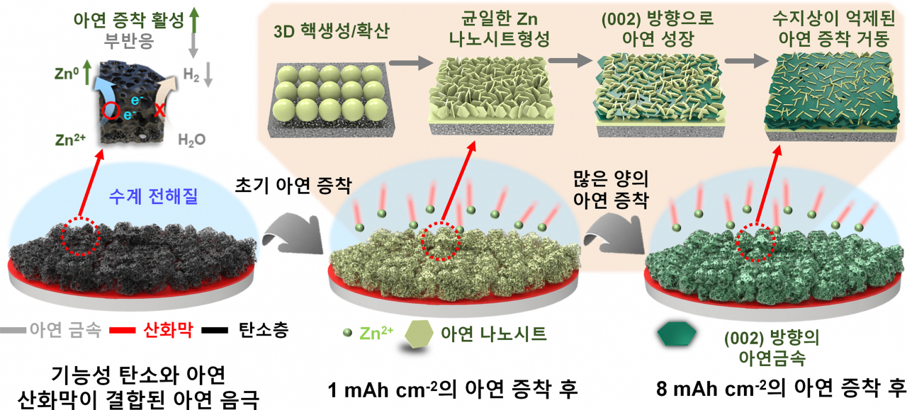 개발된 기능성 탄소 호스트와 친수성 아연 산화막으로 구성된 이중 계면 호스트의 아연금속 증착 메커니즘.[고려대학교 제공]