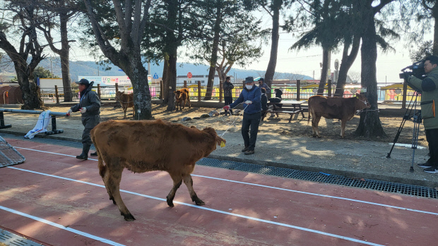 완도군 완도읍 화흥초는 졸업생 한 명 한 명에게 장학금 대신 송아지 한 마리를 기탁하고 있다. 6일 졸업하는 졸업생명에게도 암송아지 한마리씩을 전달했다..