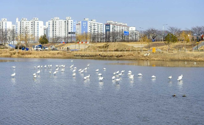 노랑부리저어새 무리가 9일 순천 오천택지개발지구 내 호수에서 먹이 활동을 하고 있다. [순천시 제공]