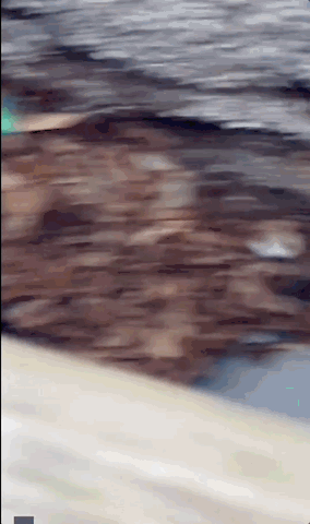 미국 코네티컷주의 한 가정집 데크 아래서 발견된 반달곰. 카메라의 등장에도 아랑곳 않고 겨울잠에 취한 모습이다. [스토리풀(storyful) 갈무리]