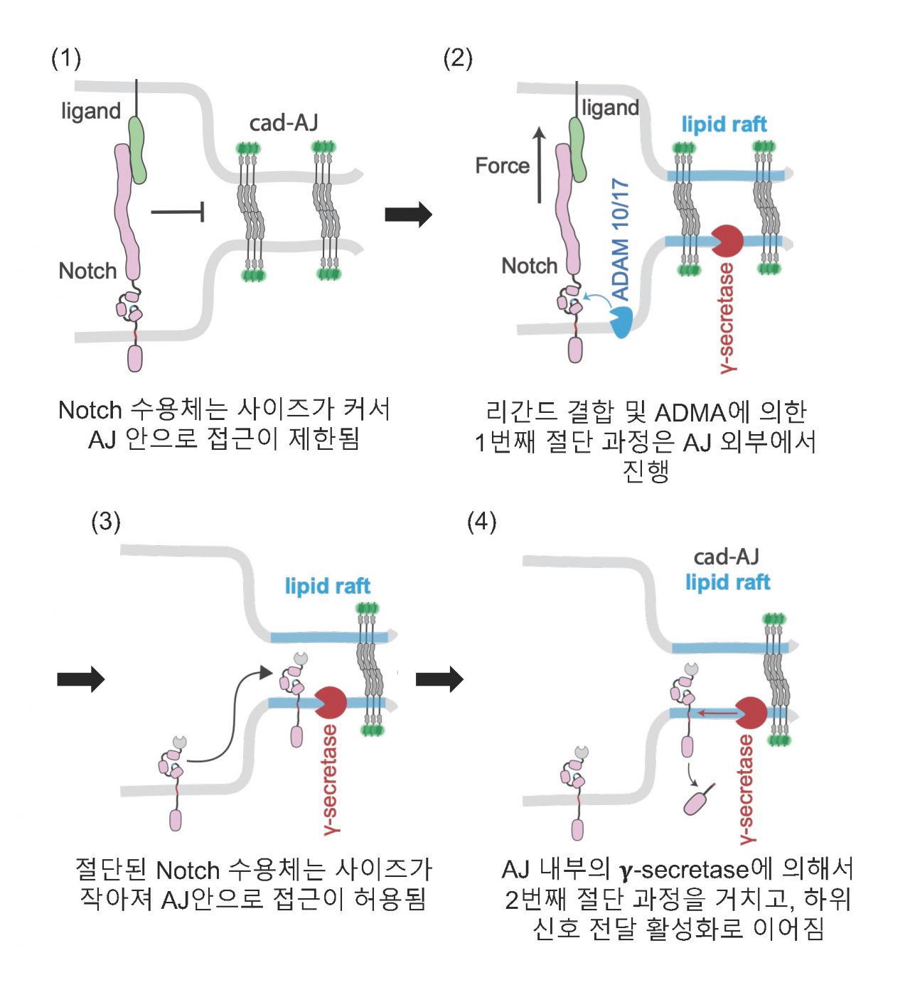 노치(Notch) 신호 활성화의 분자적 기전.[IBS 제공]