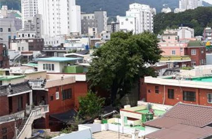 수영구 팽나무 보호수 쉼터(녹색쉼터 유형) 등 조성지 전경. [부산시 제공]