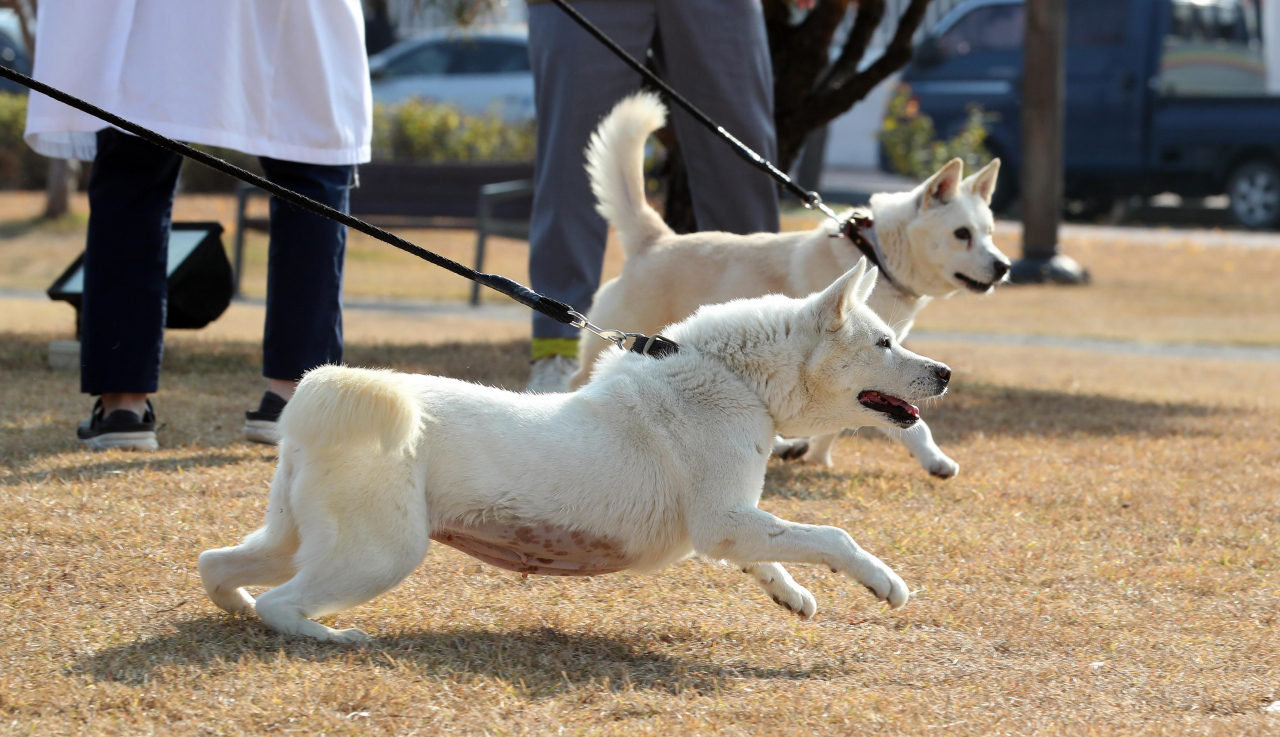 문재인 전 대통령이 기르다 정부에 반환한 풍산개 두 마리, 곰이(암컷·앞쪽)와 송강(수컷·뒤쪽). [연합]