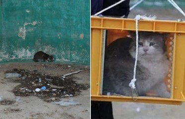 “끝 없는 싸움” 김건희도 질타한 포항 고양이 해부 학대범, 2심서 집유