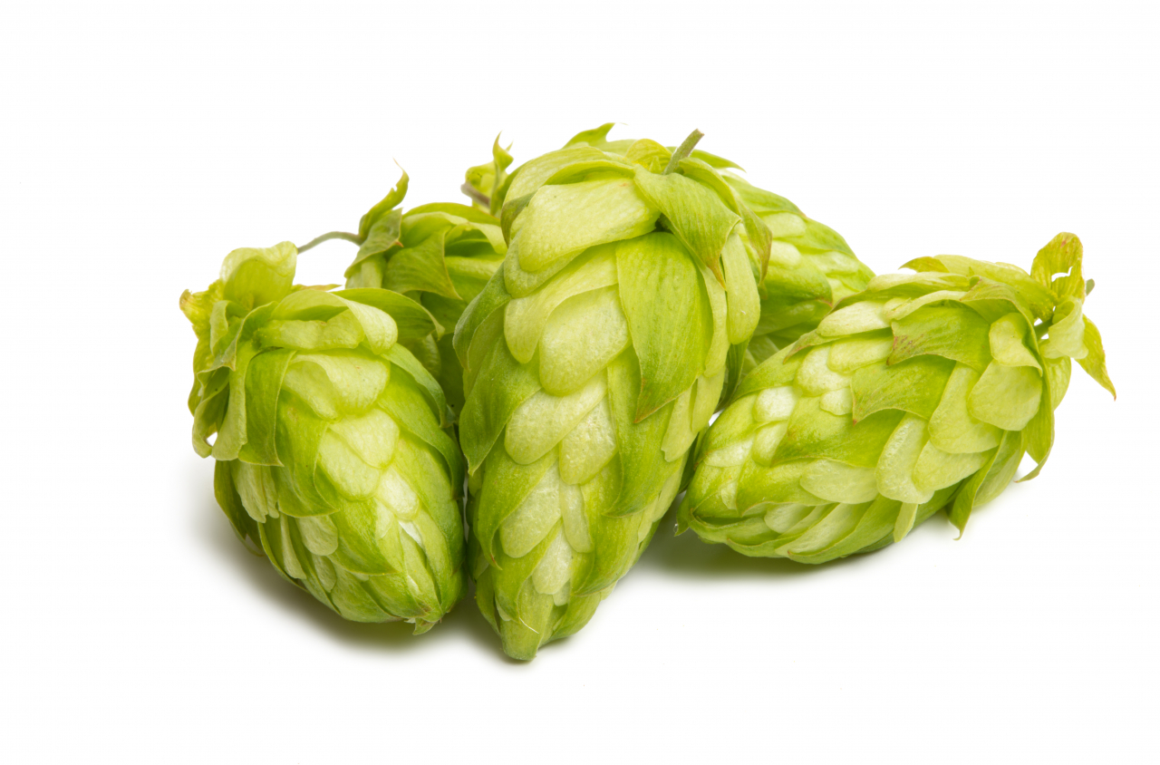 맥주의 4대 재료 중 하나인 홉(hop). 홉은 맥아즙의 살균 과정에 들어가는 재료로서 맥주의 쓴맛을 결정한다.[게티이미지뱅크]