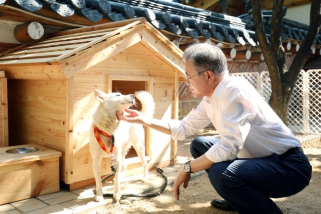 문재인 전 대통령이 북한이 선물한 풍산개 한 쌍 가운데 암컷 곰이를 어루만지고 있다. [청와대]