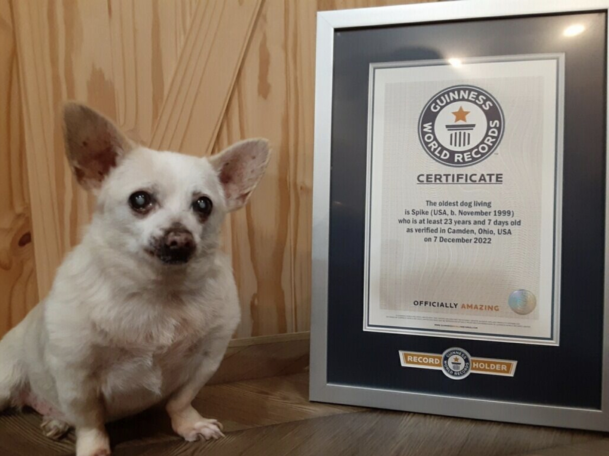 [기네스 세계기록 GUINNESS WORLD RECORDS]