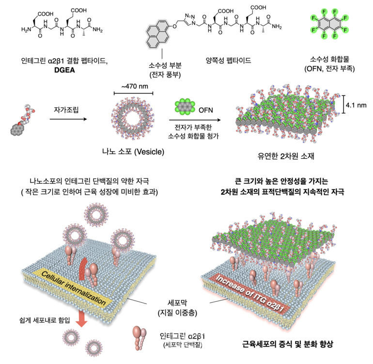[자료=고려대]
