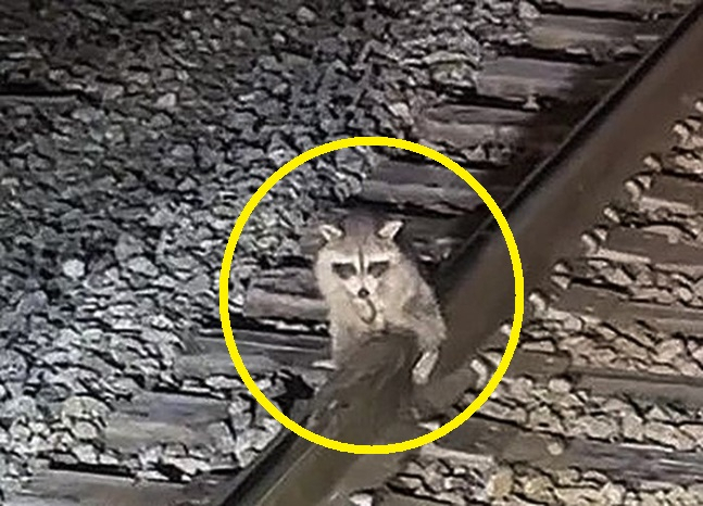 [틱톡]