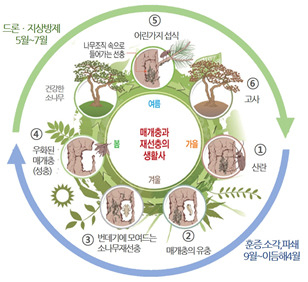 소나무재선충병 생활사(산림청 제공)