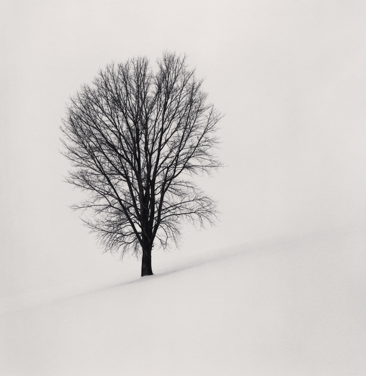 철학자의 나무, Study 1, Biei, Hokkaido, Japan. 2004 ⓒ Michael Kenna [공근혜 갤러리 제공]