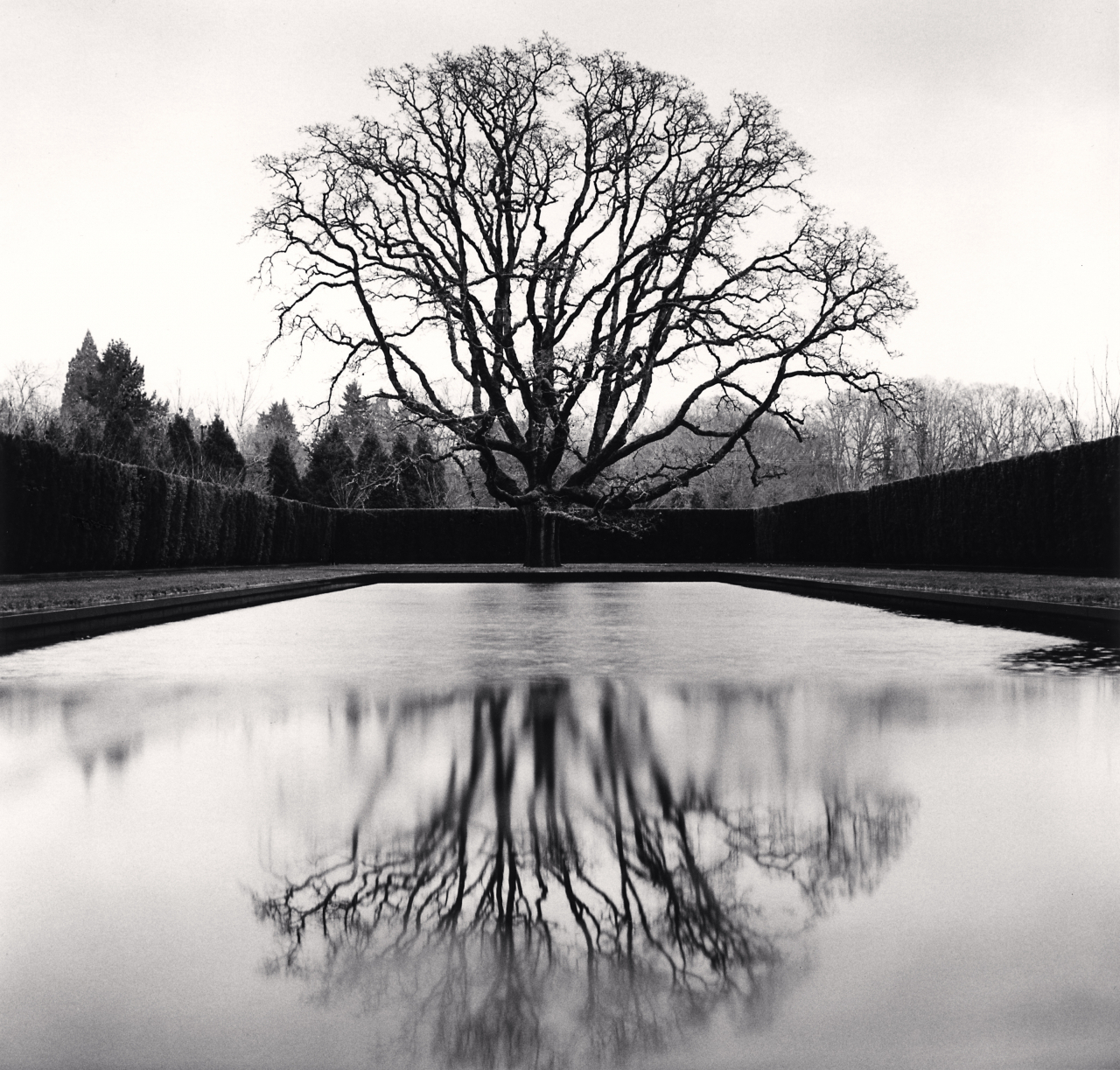 Grandfather Oak, Study 45, Beaverton, Oregon, USA. 2021 ⓒ Michael Kenna [공근혜갤러리 제공]