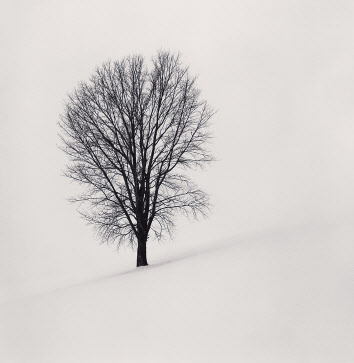 철학자의 나무, Study 1, Biei, Hokkaido, Japan. 2004 ⓒ Michael Kenna. [공근혜 갤러리 제공]
