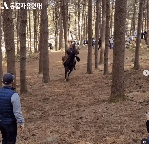 [동물자유연대 인스타그램]