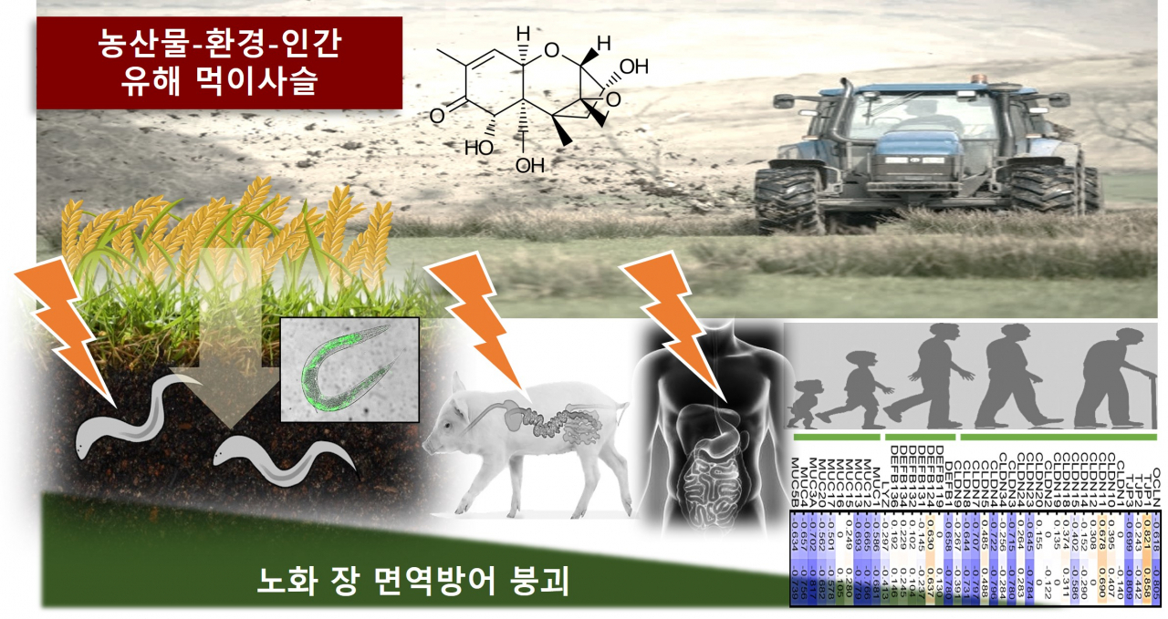 작물생산환경 유해인자에 의한 먹이사슬 상 수명 위협인자 모식도. 작물생산과정에서 생성되는 곰팡이독소 및 항생제 등 유해인자는 작물 잔류 뿐만 아니라 토양과 수생 환경으로 유출되어 전체 생태계 생물 먹이사슬을 통해 노출되어 전반적 생물계 노화과정에서 만성적인 장 면역방어를 붕괴하여 생존을 위협 할 수 있음을 규명.[부산대학교 제공]