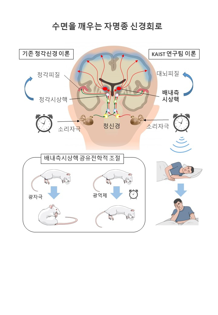 김대수 KAIST 뇌인지과학과 교수.[KAIST 제공] 연구결과 모식도.[KAIST 제공]