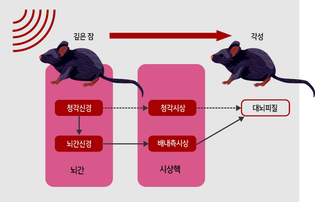 김대수 KAIST 뇌인지과학과 교수(위쪽). 소리신호는 청각신경에서 청각시상으로 전파되지만 깊은 수면 동안에는 청각신경이 뇌간신경을 통해 배내측시상으로 소리신호를 보내어 뇌의 각성을 유도한다. [KAIST 제공]
