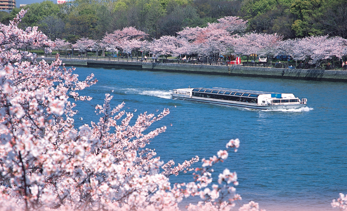 일본 벚꽃