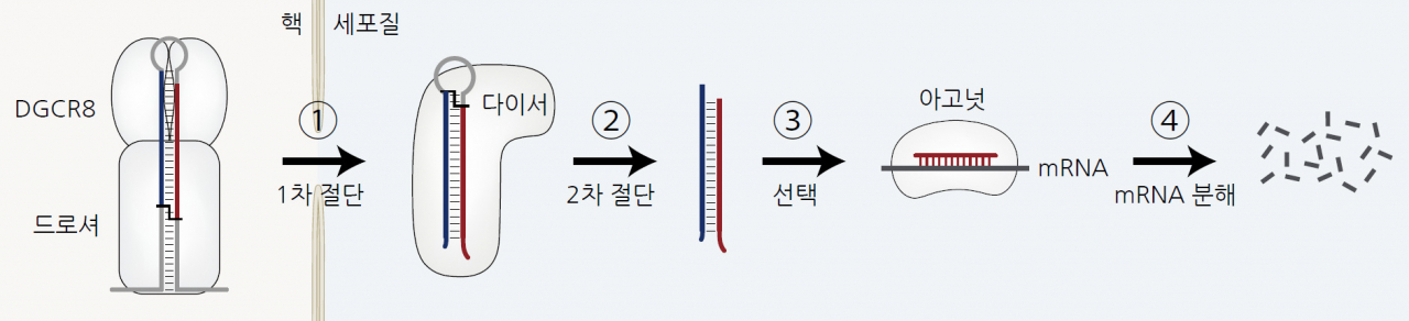 마이크로RNA의 생성 경로와 기능.[IBS 제공]