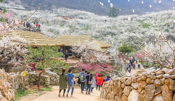 섬진강변 광양 벚꽃 단지. [광양시 제공]