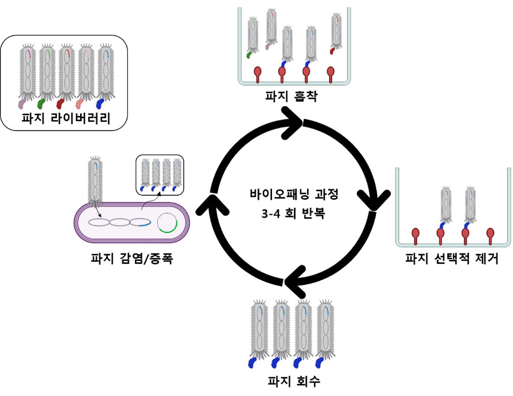 세척 과정 중 잉어 헤르페스바이러스에 선택적으로 결합하는 유전자재조합 미니항체(scFv)를 선발하는 모식도.[KIOST 제공]