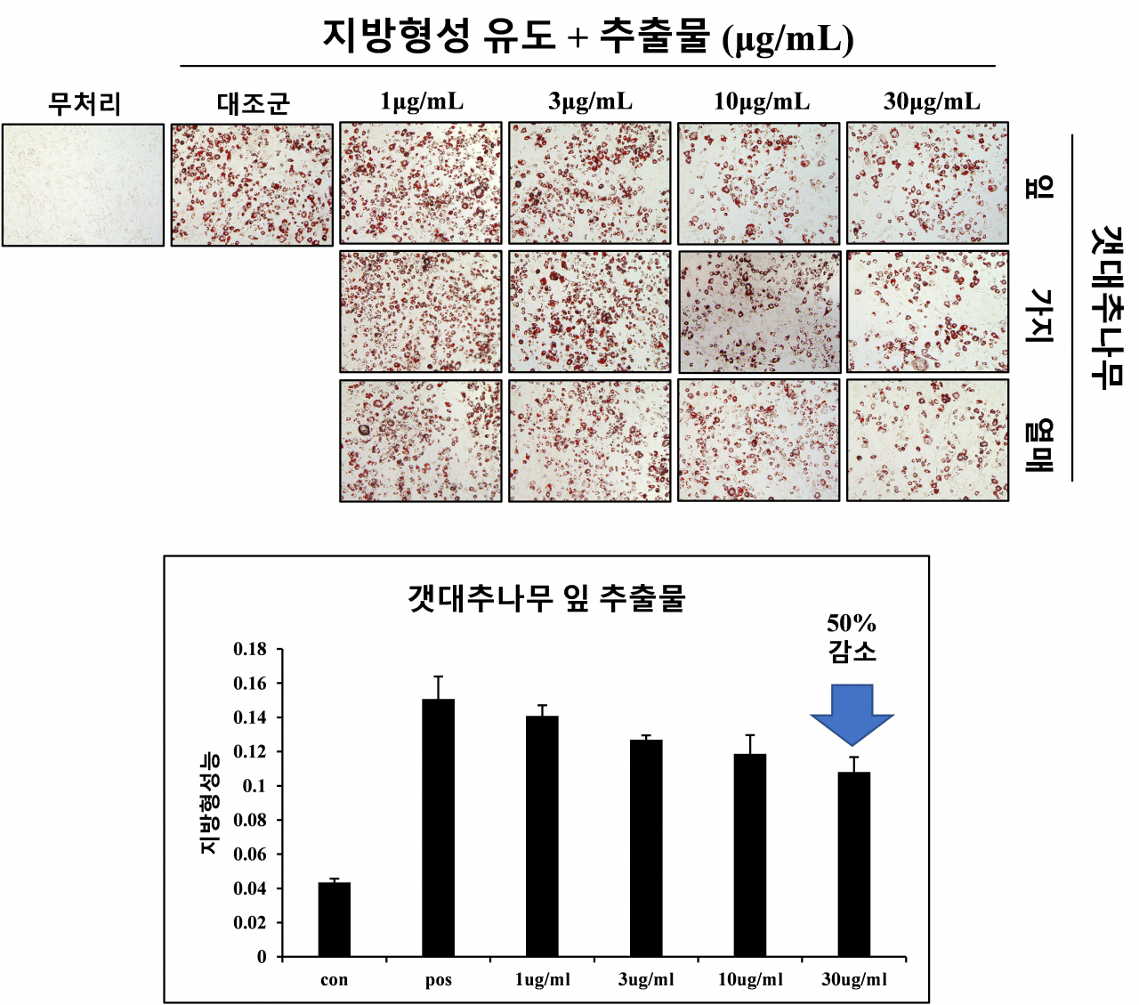 갯대추나무의 지방형성 억제 효능