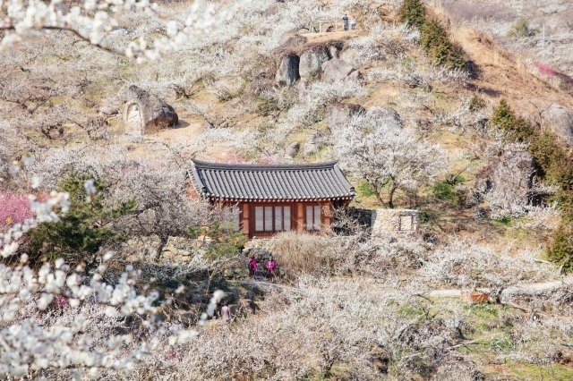 광양 매화마을 자료 사진.